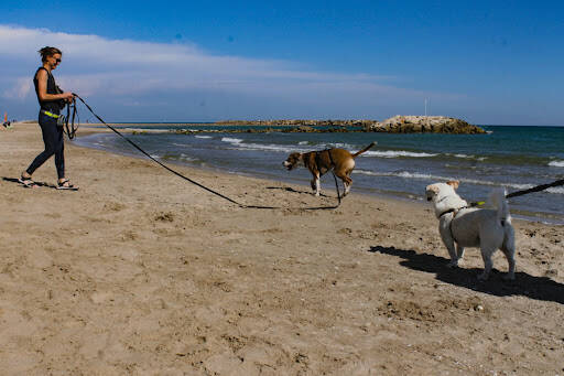 centro modle Educa'M | Adiestramiento Canino En Cunit