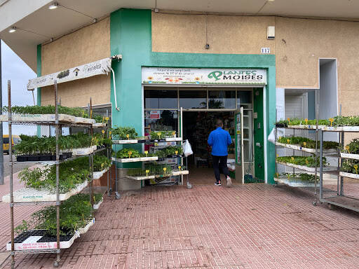 Plantes Moises